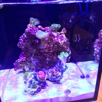 Aquatica Corals and Custom Aquariums - The awesome Real Reef live rock I got from aquatica - Aquarium Services Near Me - San Marcos, California Aquatica Corals and Custom Aquariums - The awesome Real Reef live rock I got from aquatica - Aquarium Services Near Me - San Marcos, California