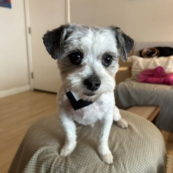 Super Paws Dog Grooming - After - Pet Groomers Near Me - Corona, California
