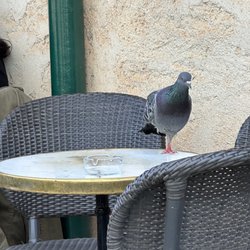 Café de la Place - My neighbor, one table over!