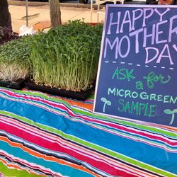 YLNI Farmers Market - Micro greens