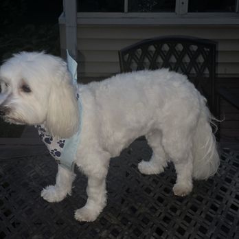 Woof Gang - Pet Groomers Near Me - Glenview, Illinois Woof Gang - Pet Groomers Near Me - Glenview, Illinois
