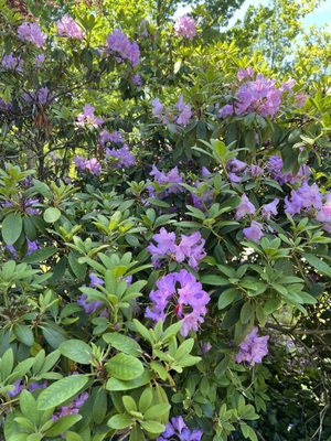 Lichtentaler Allee by null