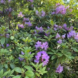 Lichtentaler Allee - Rhododendrons In Bloom! (05/30/23)