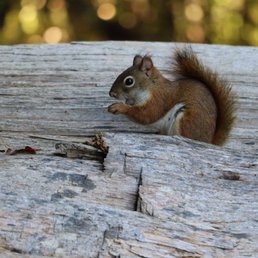 Red squirrel enjoying a snack.