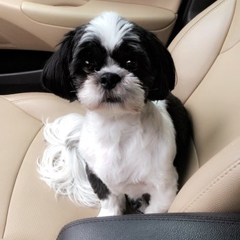 Green Valley Ranch Pet Center - Pet Groomers Near Me - Denver, Colorado