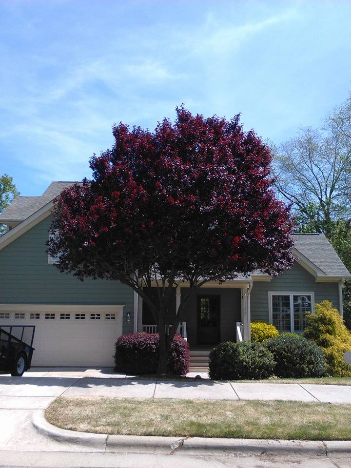 Top Notch Pruning - tree service in Cary, NC