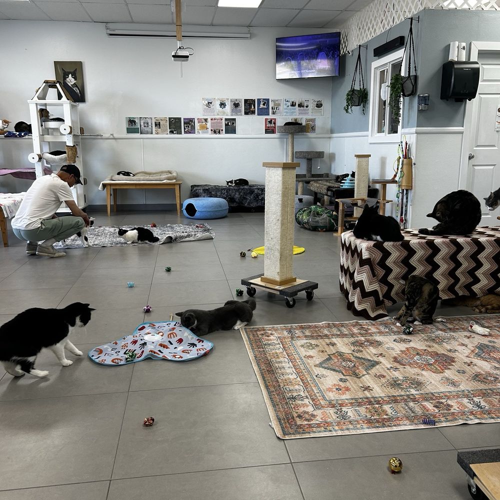 Cat Nap Hangout - Pet Adoption Near Me - Huntington Beach, California Cat Nap Hangout - Pet Adoption Near Me - Huntington Beach, California