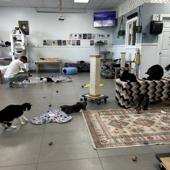 Cat Nap Hangout - Pet Adoption Near Me - Huntington Beach, California