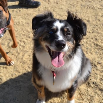 San Ramon Memorial Park - My little pet model got photo bombed by a boxer  :) - Parks Near Me - San Ramon, California
