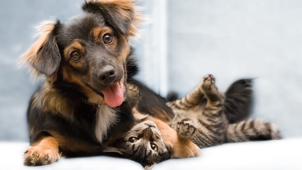 Pet Vac Animal Hospital Image