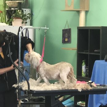 Fluff Dog Grooming - Trust the process.... She was so matted, the shaving was necessary. - Pet Groomers Near Me - San Leandro, California Fluff Dog Grooming - Trust the process.... She was so matted, the shaving was necessary. - Pet Groomers Near Me - San Leandro, California