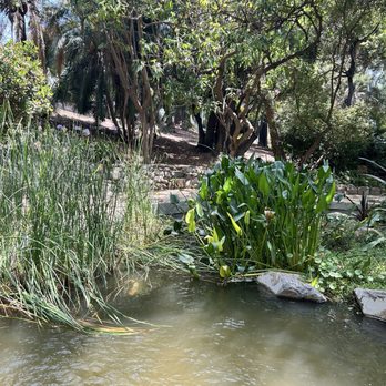 UCLA Mathias Botanical Garden - Botanical Gardens Near Me - Los Angeles, California