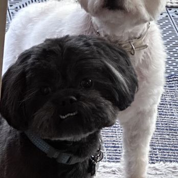 Imelda's Pet Grooming - Two dogs who just got groomed. - Pet Groomers Near Me - San Jose, California