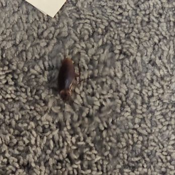 Eagle Rock Management - This was on my face in the morning - Apartments Near Me - Plainview, New York Eagle Rock Management - This was on my face in the morning - Apartments Near Me - Plainview, New York