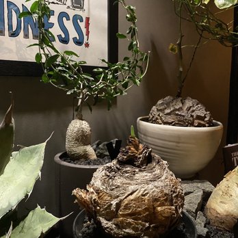 Antidote - Cocktail Bars Near Me - Brooklyn, New York