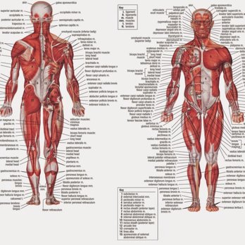 Alaniz Mobile Massage - Massage Therapy Near Me Alaniz Mobile Massage - Massage Therapy Near Me