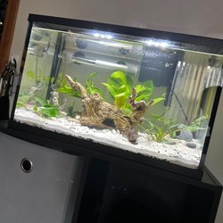 Aquarium Adventure - Fish