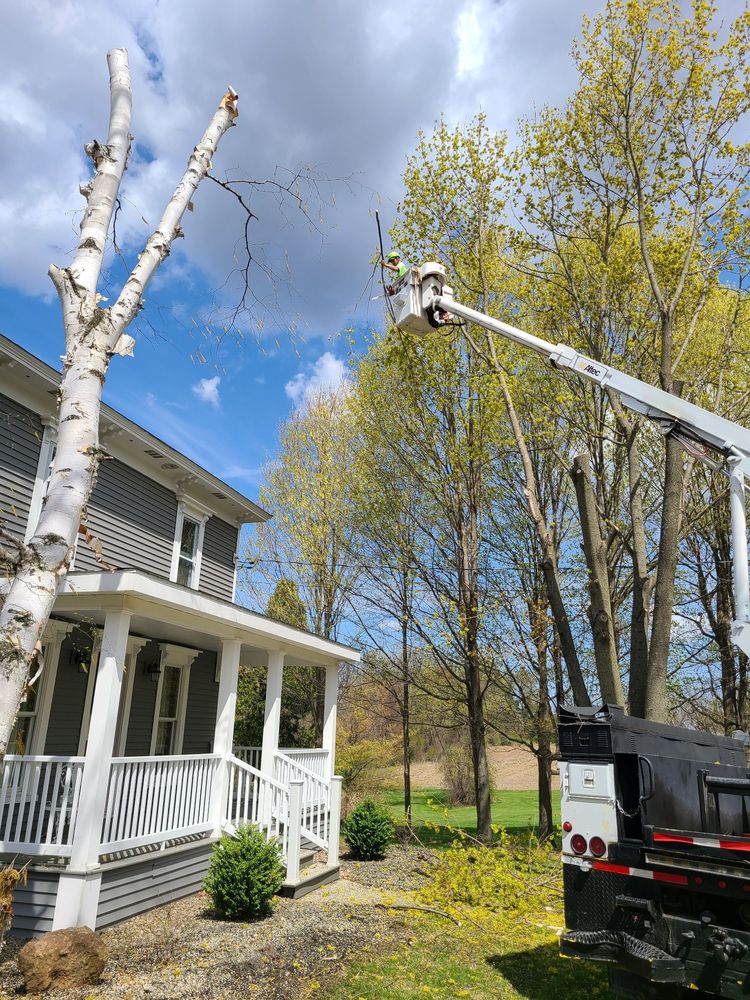 FASSO TREE SERVICE Updated September 2024 83 Photos 9802 Point