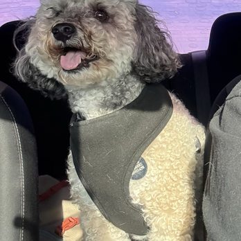 Beach Dog Fun - Happiness, full of energy after picking him up - Pet Sitting Near Me - Camarillo, California Beach Dog Fun - Happiness, full of energy after picking him up - Pet Sitting Near Me - Camarillo, California