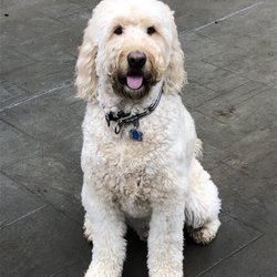 Sallywags Pet Services - Our client Bailey!