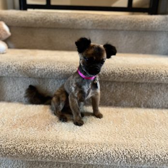 Copperfield Dog - Cocos first haircut! Beautiful- thanks Ben @ Copperfield - Pet Groomers Near Me - Houston, Texas