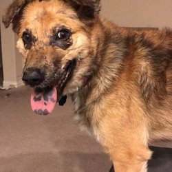 low cost vet round rock