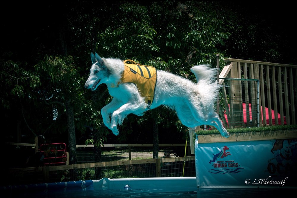 OCALA DOG RANCH 440 SW 110th Ave, Ocala, Florida Pet Training