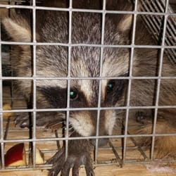 TriState Wildlife - Baby raccoon in the attic