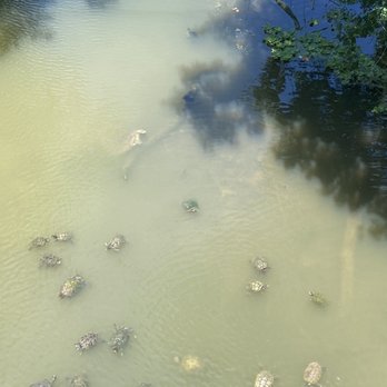Oyster Creek Park - It's turtle paradise. So many turtles. - Parks Near Me - Sugar Land, Texas Oyster Creek Park - It's turtle paradise. So many turtles. - Parks Near Me - Sugar Land, Texas