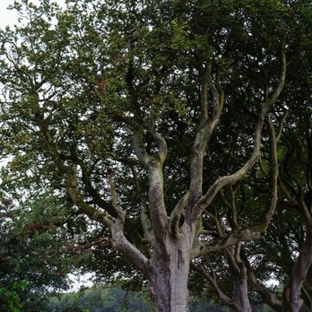 The Dark Hedges - The Dark Hedges (Bregagh Road) -- the Kings Road on Game of Thrones - Landmarks & Historical Buildings Near Me - Antrim, BLY The Dark Hedges - The Dark Hedges (Bregagh Road) -- the Kings Road on Game of Thrones - Landmarks & Historical Buildings Near Me - Antrim, BLY