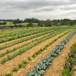 Ashlock Farms - Field of beauty