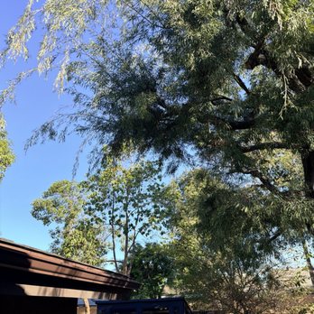 Louis MC Tree Service - Before - Tree Services Near Me Louis MC Tree Service - Before - Tree Services Near Me