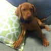 Barks And Wags gift card