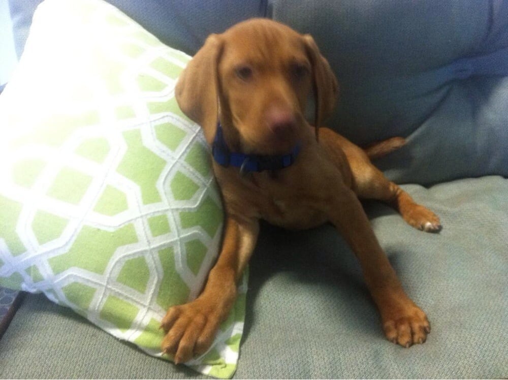 Barks And Wags - pet boarding facility in Bondurant, IA