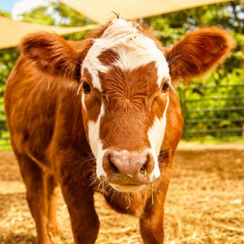 1. Island Cow Cuddles