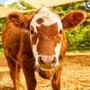 Photo of Island Cow Cuddles