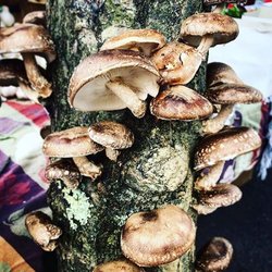 Guilderland Farmers Market
