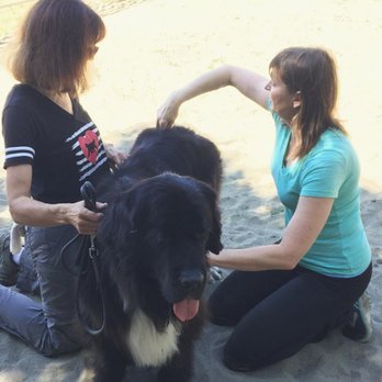 Happy Pets - Dr. Marinho gives Siri a chiropractic adjustment - Veterinarians Near Me Happy Pets - Dr. Marinho gives Siri a chiropractic adjustment - Veterinarians Near Me