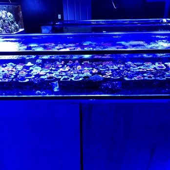 Exotic Ocean - LPS frag tank. Most of these are colony sized! - Pet Stores Near Me - El Paso, Texas