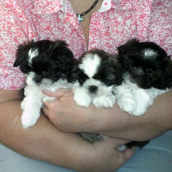 Waccamaw Regional Veterinary Center - Shih Tzu puppies - Veterinarians Near Me - Conway, South Carolina Waccamaw Regional Veterinary Center - Shih Tzu puppies - Veterinarians Near Me - Conway, South Carolina