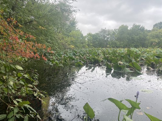 Fresh Pond by null
