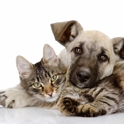 Companion Animal Hospital - Companion Animal Hospital Vernon Hills