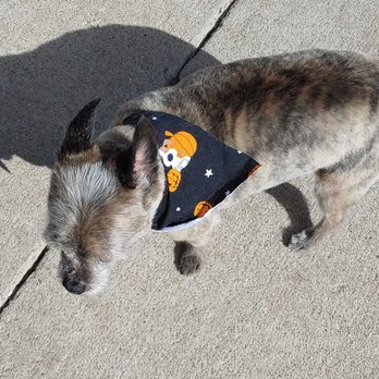 Dip N Clip - So clean looking and his markings really stand out. - Pet Groomers Near Me - Chubbuck, Idaho Dip N Clip - So clean looking and his markings really stand out. - Pet Groomers Near Me - Chubbuck, Idaho