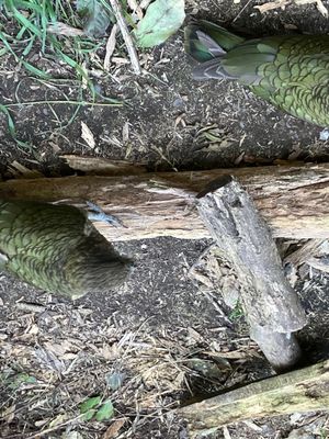 Willowbank Wildlife Reserve by null