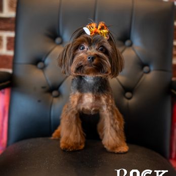 Rock Dog - Pet Groomers Near Me - Little Rock, Arkansas Rock Dog - Pet Groomers Near Me - Little Rock, Arkansas