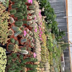 Melrose Succulents - We have a lot of cactus and succulents