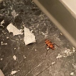 Cen Beauty Academy - Roaches in the bathroom