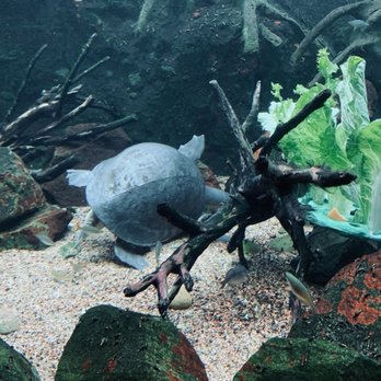 Shedd Aquarium - Aquariums Near Me - Chicago, Illinois Shedd Aquarium - Aquariums Near Me - Chicago, Illinois