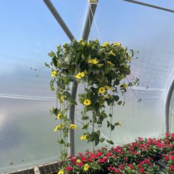 Country Garden Greenhouse