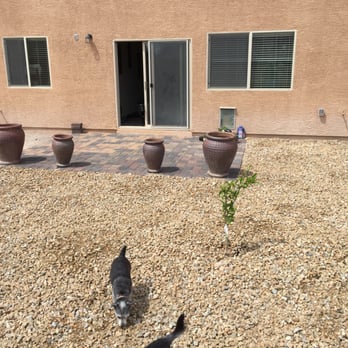 WaterWise Landesign - a dog and a cat in a backyard - Landscaping Near Me WaterWise Landesign - a dog and a cat in a backyard - Landscaping Near Me